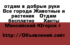 отдам в добрые руки - Все города Животные и растения » Отдам бесплатно   . Ханты-Мансийский,Югорск г.